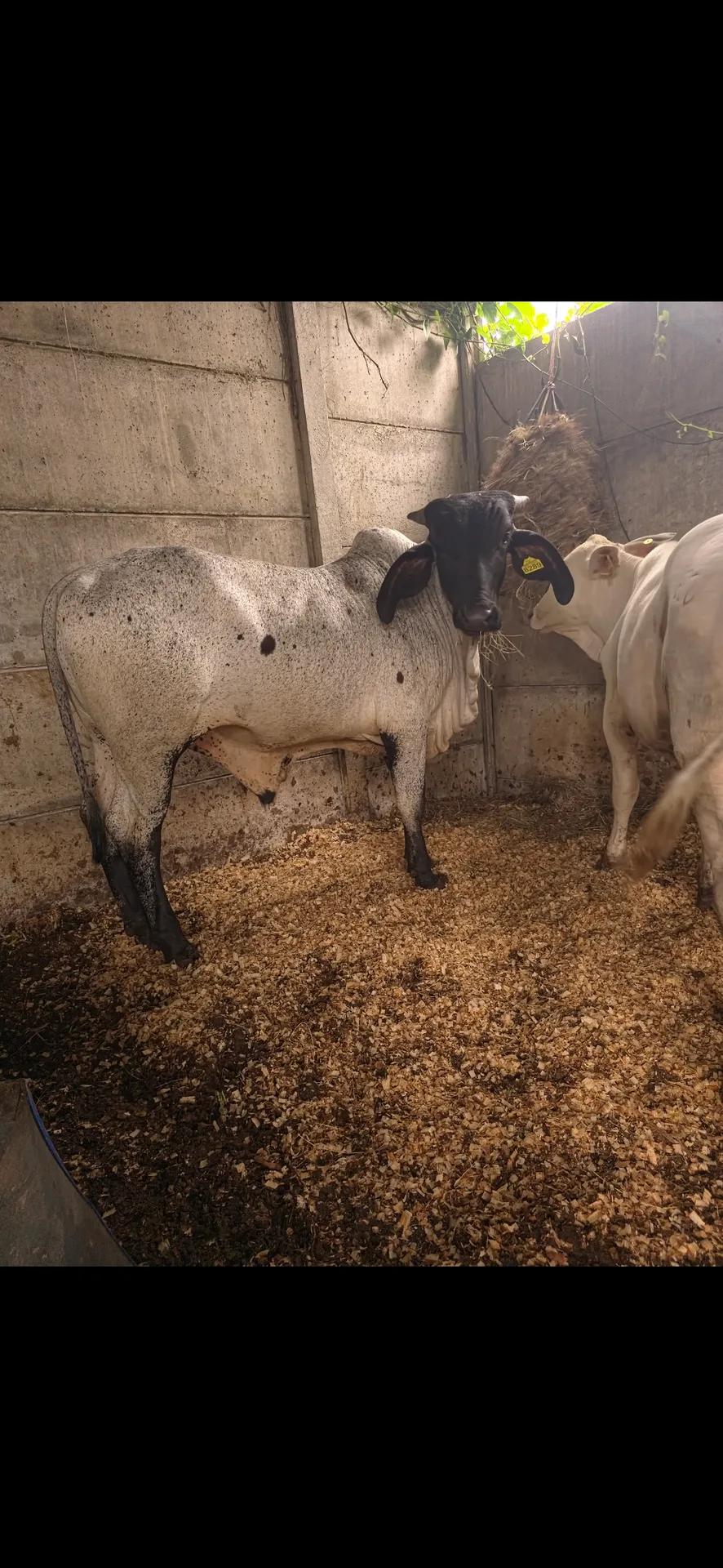 Sardo negro con gyr - Miniatura 3